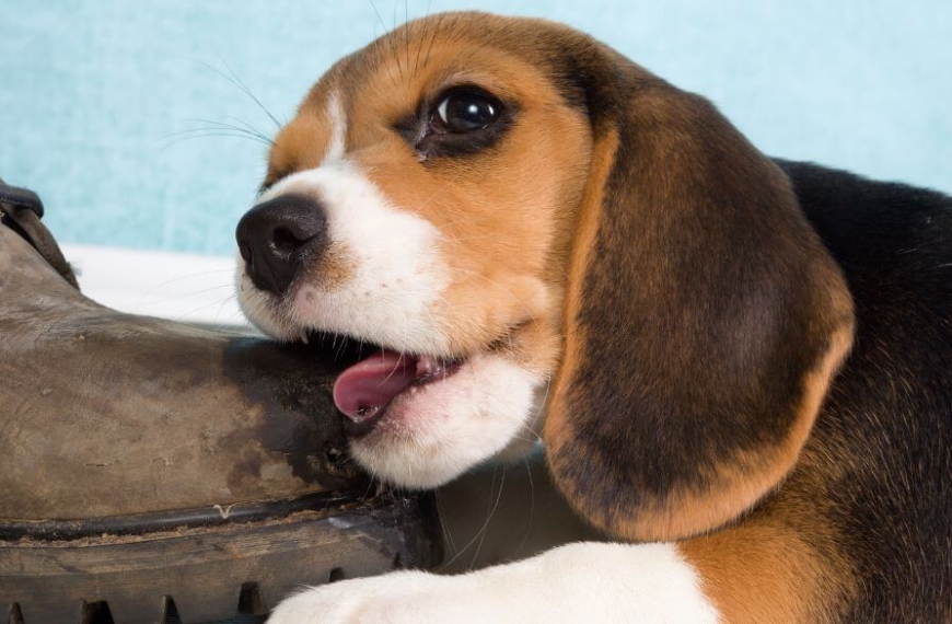 Cachorro mordiendo una vieja bota de cuero