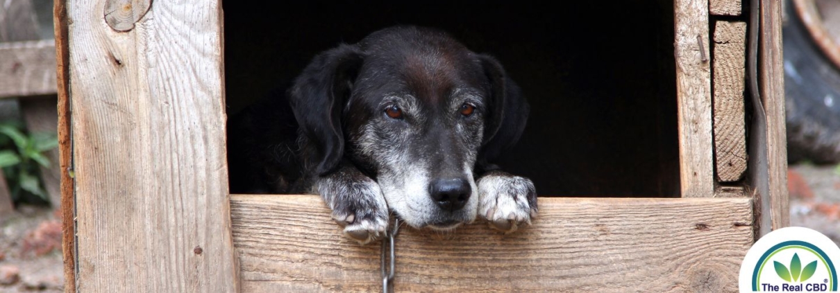 Perro viejo en una perrera