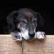 The Real CBD Blog Beneficios del CBD para los perros mayores Perro viejo en una perrera