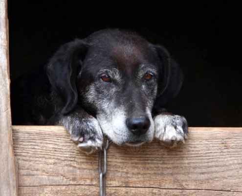 Perro viejo en una perrera