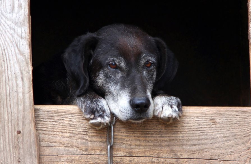 Perro viejo en una perrera