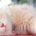 Gato blanco esponjoso