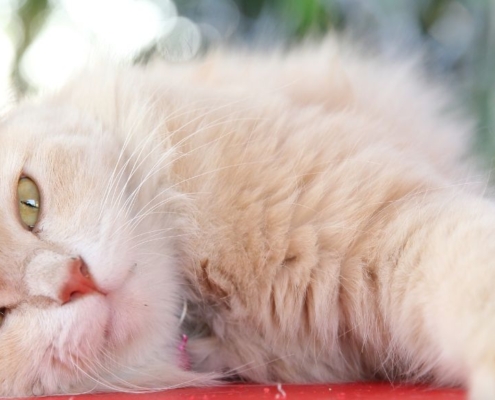 Gato blanco esponjoso