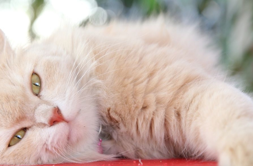 Gato blanco esponjoso