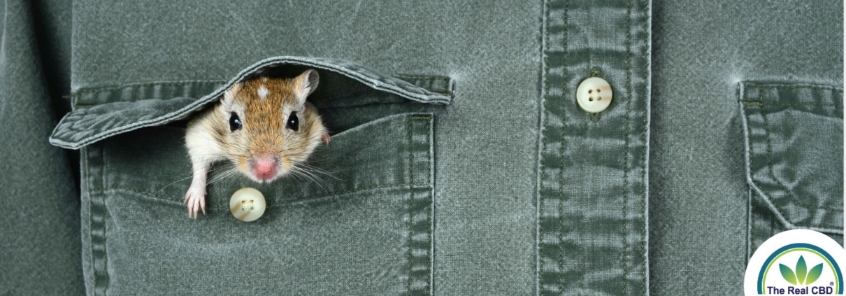 Ratón asomando por el bolsillo de una camisa