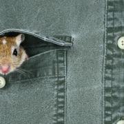 Ratón asomando por el bolsillo de una camisa