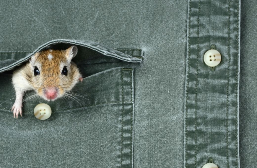 Ratón asomando por el bolsillo de una camisa