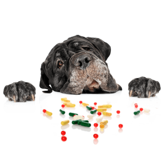 The-Real-CBD-Blog-CBD para perros