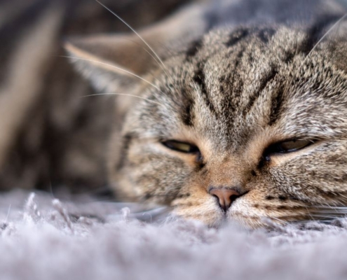 Gato dormido sobre una alfombra