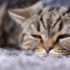 Gato dormido sobre una alfombra