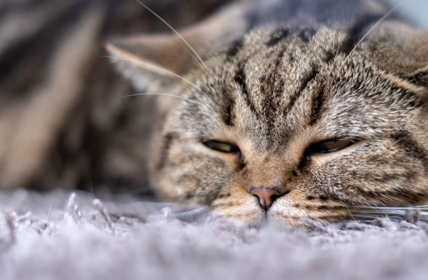 Gato dormido sobre una alfombra