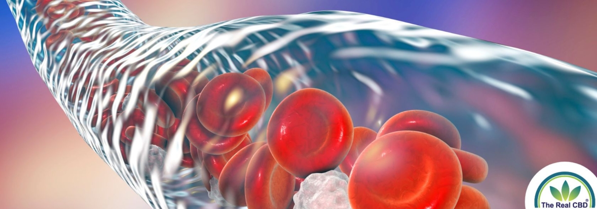 Vain with red blood cells
