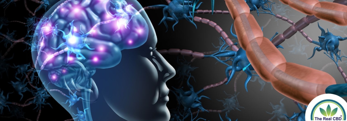Cerebro humano