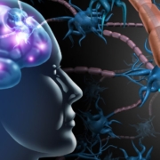 The-real-cbd-blog-Puede-el-CBD-revertir-el-daño-cerebral Cerebro humano