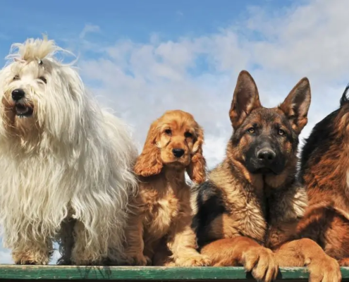 Alineación de perros en una valla