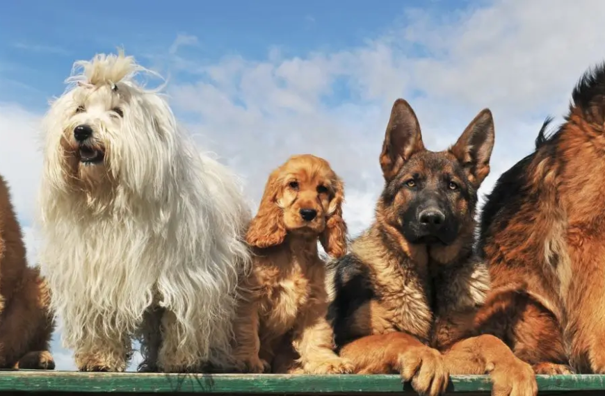Alineación de perros en una valla