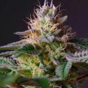 The-Real-CBD-Blog-HHC-frente-CBD-y-THC Flor de marihuana