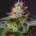 Flor de marihuana