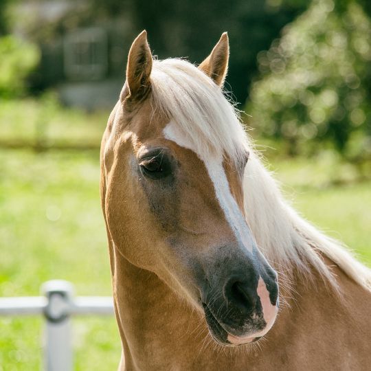 Cabeza de caballo marrón