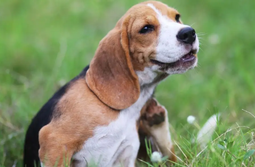 Picazón del perro