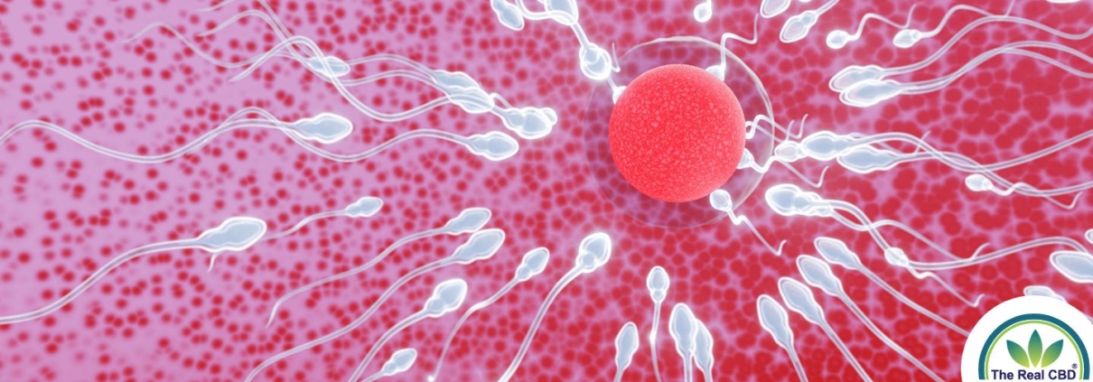 Óvulo fecundado por espermatozoides