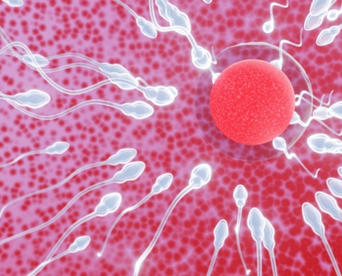 Óvulo fecundado por espermatozoides