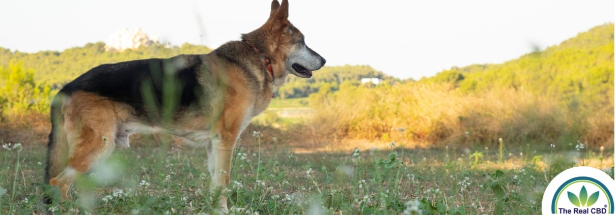 Perro viejo en un campo