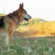 Perro viejo en un campo