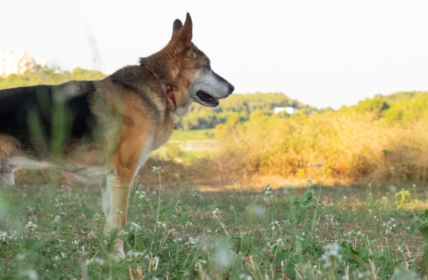 Perro viejo en un campo