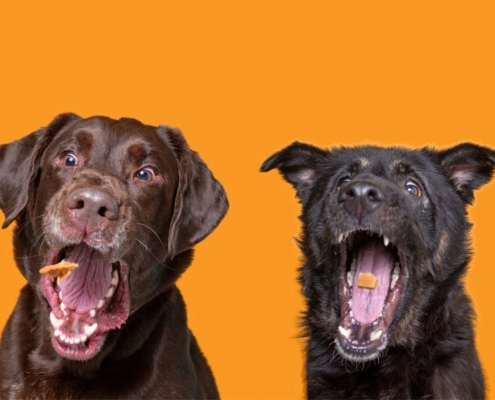 Alineación de perros que atrapan golosinas en el aire
