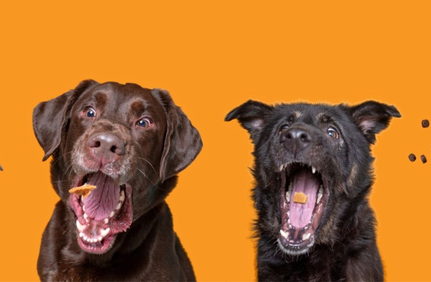 Alineación de perros que atrapan golosinas en el aire