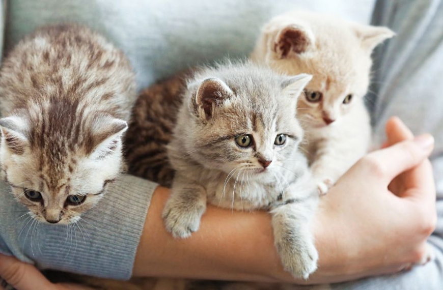 3 lindos gatitos en brazos de una persona