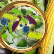 The-Real-CBD-Blog-CBD-para-la-intoxicación-alimentaria Alimentos con lupa que muestran bacterias