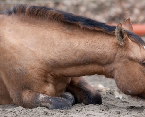 Caballo enfermo tendido en el campo