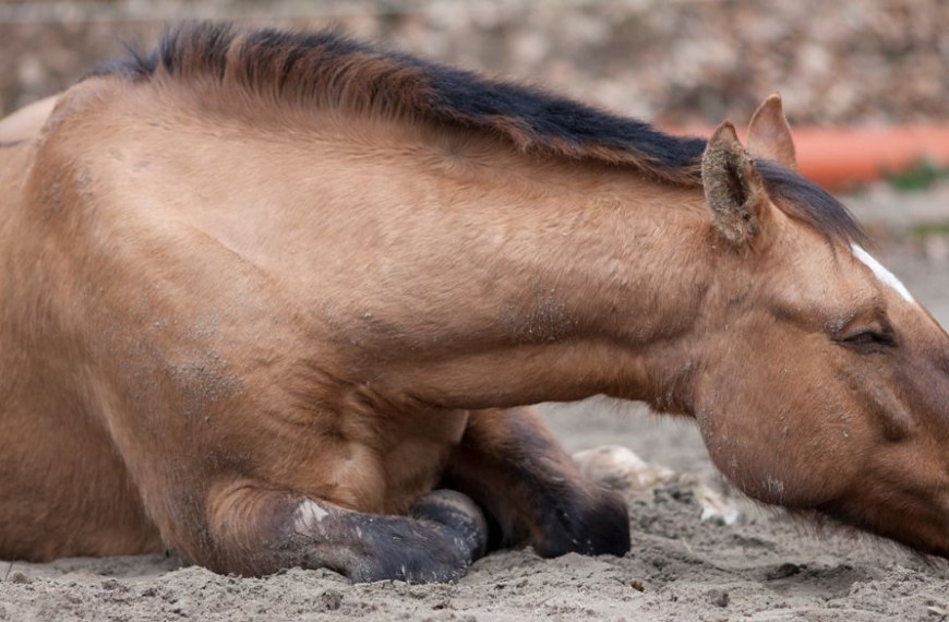 Caballo enfermo tendido en el campo