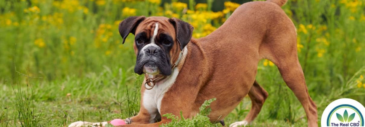 Boxer feliz sobre el césped