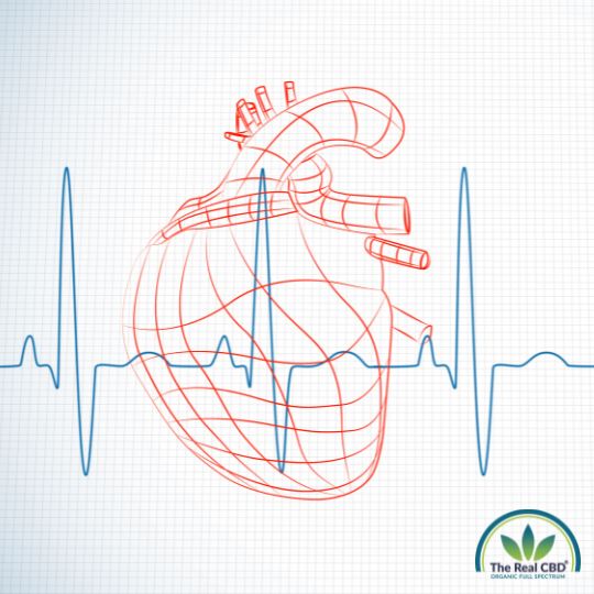 Dibujo de un corazón atravesado por líneas de frecuencia cardíaca