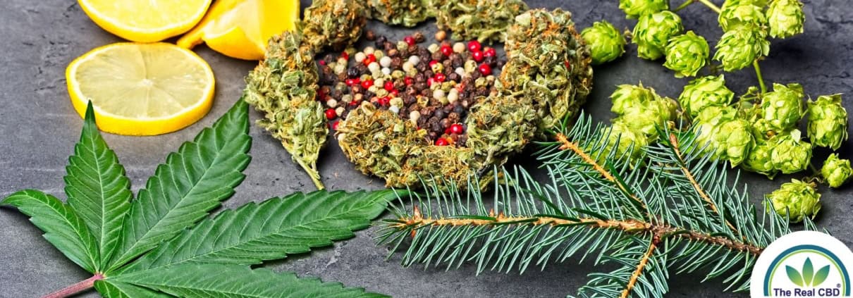 Hoja de pino, limones, flores de cáñamo y granos de pimienta
