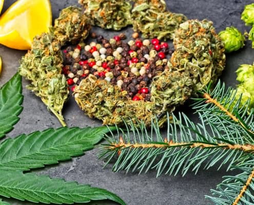 Hoja de pino, limones, flores de cáñamo y granos de pimienta