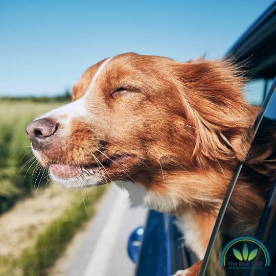 Lindo perro sacando la cabeza por la ventanilla del coche mientras conduce