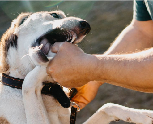 Perro que muerde la mano de un hombre
