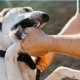 Perro que muerde la mano de un hombre