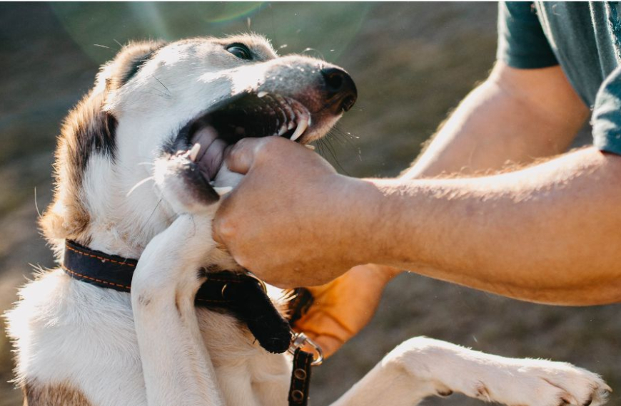 Perro que muerde la mano de un hombre