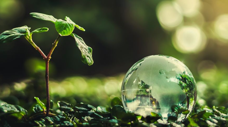 Planta de cáñamo creciendo dentro de una burbuja de agua