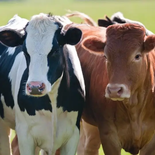 Vacas en el campo