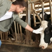 Granjero tocando a su vaca en un establo