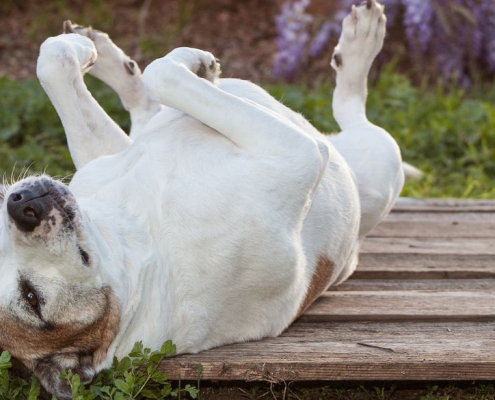 Perro de espaldas sobre tablones de madera