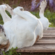 Perro de espaldas sobre tablones de madera