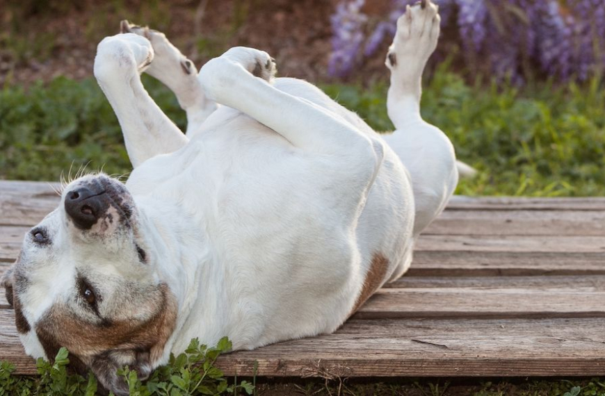 Perro de espaldas sobre tablones de madera