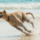 Un perro corriendo rápido sobre la arena.